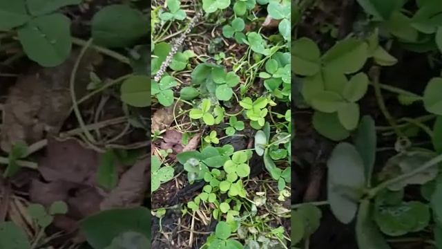 Наша погода на 26 ноября 2023. +12! смотреть онлайн