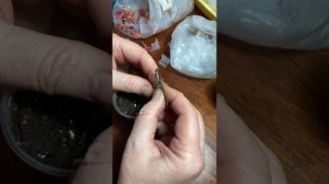 Прививка помидора на подвой.