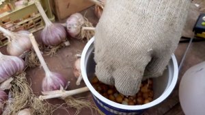 Чеснок Рокамболь - подготовка к посадке