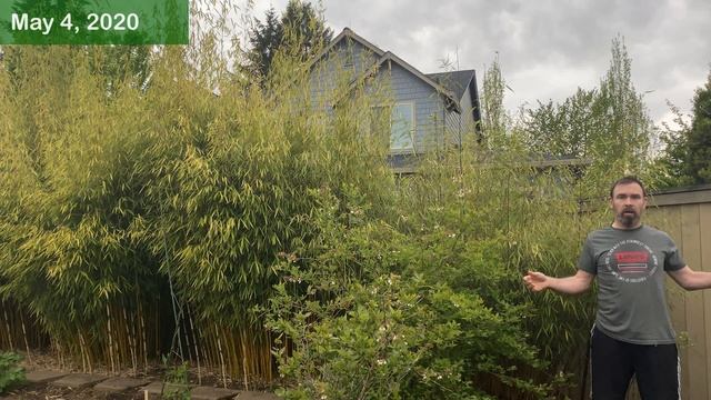 Clumping Bamboo - How Fast Does It Grow? смотреть онлайн