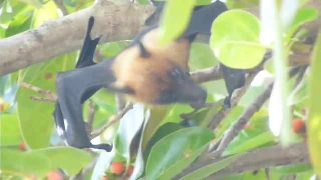 Maldivian Pteropus. Летучая лисица (крылан) на Мальдивах. часть 1