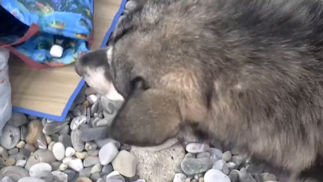 Собака на пляже в сочи Sochi dog смотреть онлайн