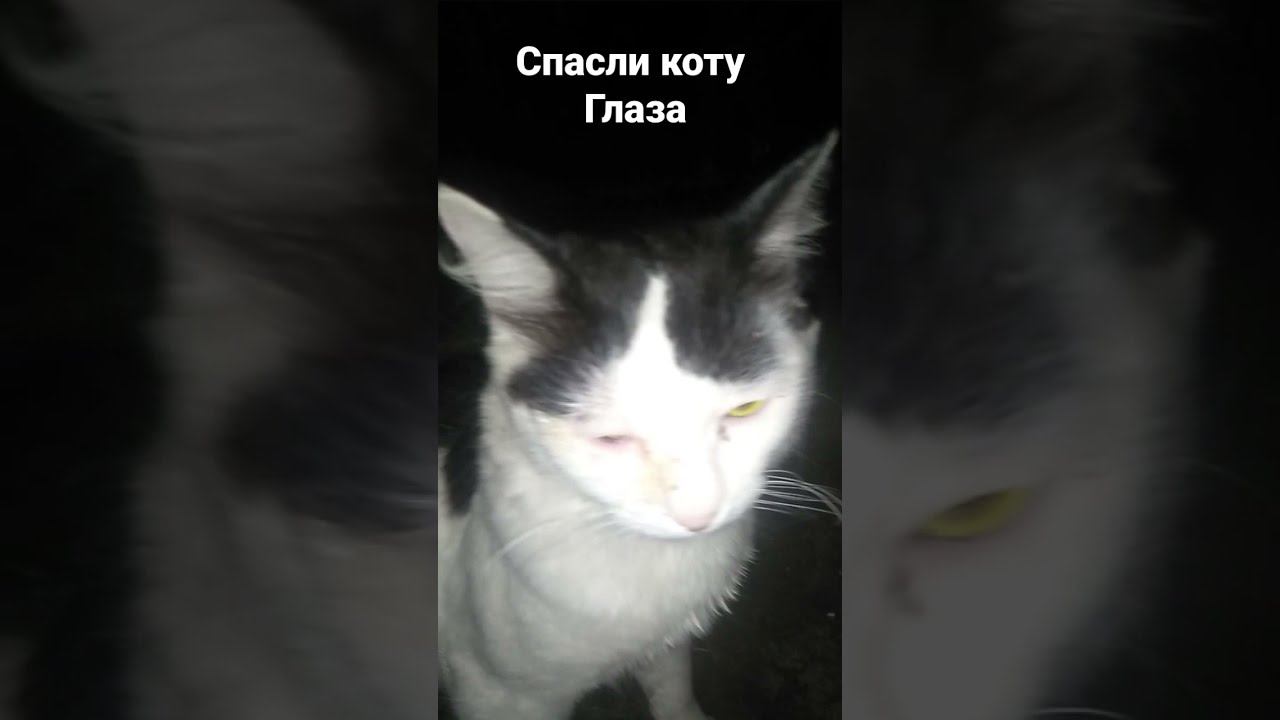 СПАСЛИ ГЛАЗ КОТУ. Маленький колосок чуть не лишил кота зрения смотреть онлайн