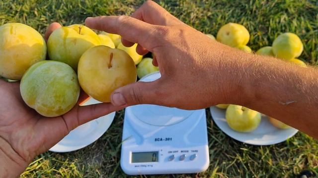 Плуот Флавор Квін Pluot Flavor Queen смотреть онлайн