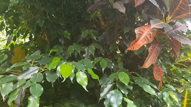 Разнообразие фикусов. Как вырастить такую красоту. смотреть онлайн