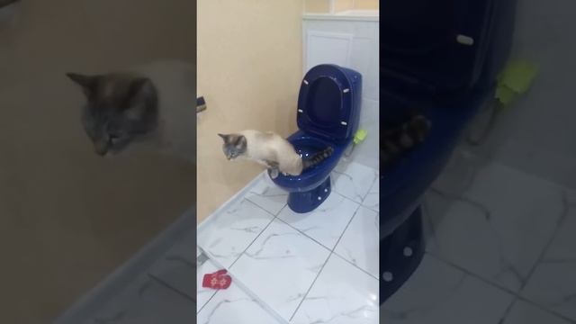Как кот ходит на унитаз, видили. Тайская порода смотреть онлайн