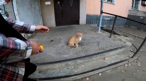 Тестирую ультразвуковой отпугиватель для собак на котах. Боятся ли его коты Проверка! Отпугиватель