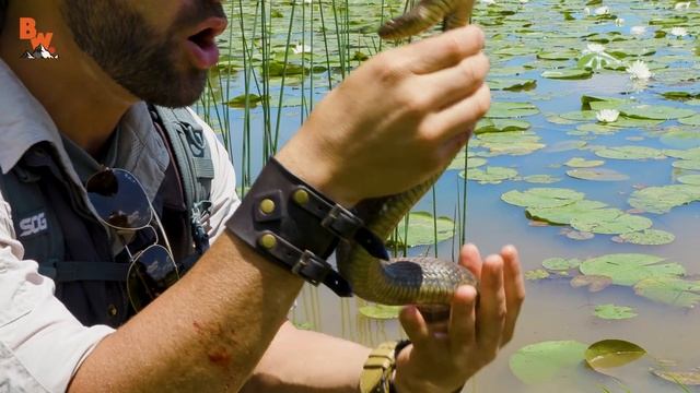 SNAKE BITE...is it Venomous?! смотреть онлайн