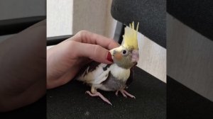 #harizma_ptichka Птенец кореллы, в каком возрасте покупать птенца корелл.