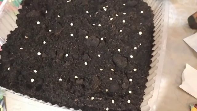 Время садить перцы.Time to plant peppers смотреть онлайн