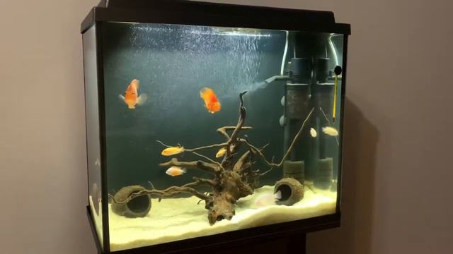 Наш маленький цихлидник , 90 литров . смотреть онлайн