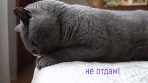 БРИТАНСКИЙ КОТ НАСТОЯЩИЙ ХИЩНИК / british cat HARRY