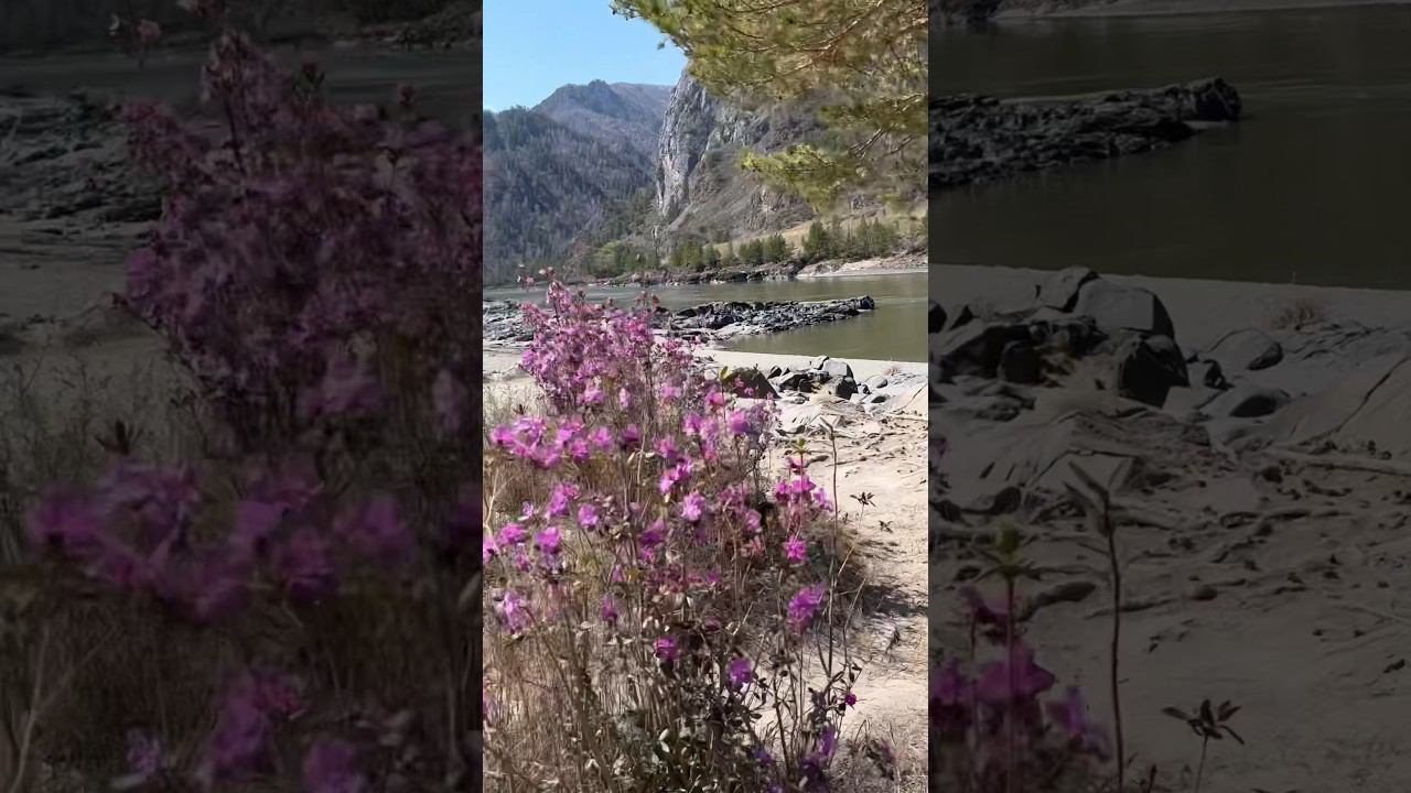 Когда цветет маральник / Чемал / Алтай #алтай #mountains #travel #altay #катунь #маральник #цветы смотреть онлайн