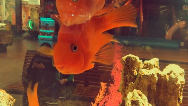 Аквариумные рыбки "Красный попугай" (Red parrot fish aquarium) смотреть онлайн