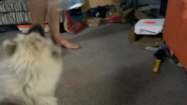 Monster Keeshond HD 720p смотреть онлайн