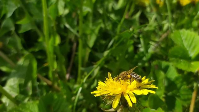 Чудесный мир пчел. Пчелы работают на одуванчики и чистотеле. смотреть онлайн