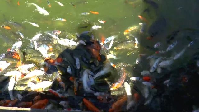 СМОТРЕТЬ ВСЕМ! БЕШЕНЫЕ КИТАЙСКИЕ РЫБЫ!!! FROGEN CHINESE FISH !!! смотреть онлайн