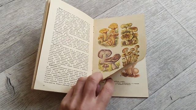 Грибы. Брошюра, краткий справочник с красивыми иллюстрациями грибов. смотреть онлайн