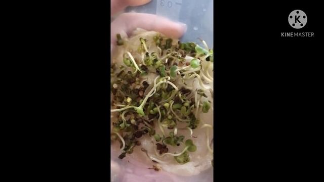 РЕДИС «Жара» НЕ ПОДХОДЯЩИЙ для ПОСЕВА, А так же ДЛЯ МИКРОЗЕЛЕНИ! смотреть онлайн