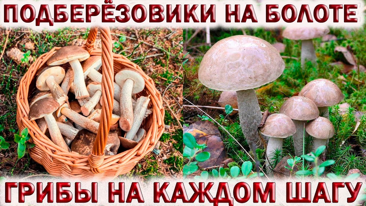 ?ГРИБЫ НА КАЖДОМ ШАГУ В ЛЕСАХ ПОДМОСКОВЬЯ.?ПОДБЕРЁЗОВИКИ НА БОЛОТЕ.?Грибы растут на Даче. смотреть онлайн