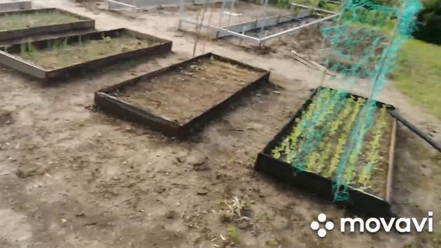 Помидоры после Ордана..мульчирование лука смотреть онлайн