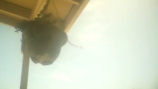 Neven playing смотреть онлайн