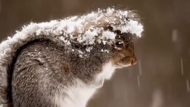 БЕЛКИНЫ ШИШКИ !!! смотреть онлайн