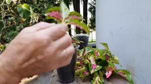 Колеус, размножение черенками.