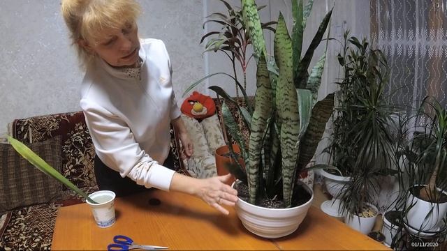 Сансевиерия и драцена смотреть онлайн