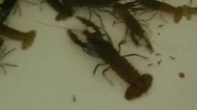 NanoCrabs.avi смотреть онлайн