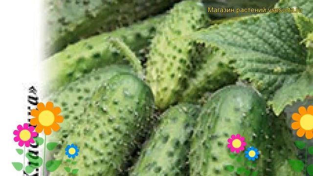 Огурец Задор F1 (Огурец). Краткий обзор, описание характеристик, где купить семена cucumis sativus смотреть онлайн