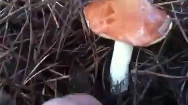 Гриб моей мечты смотреть онлайн