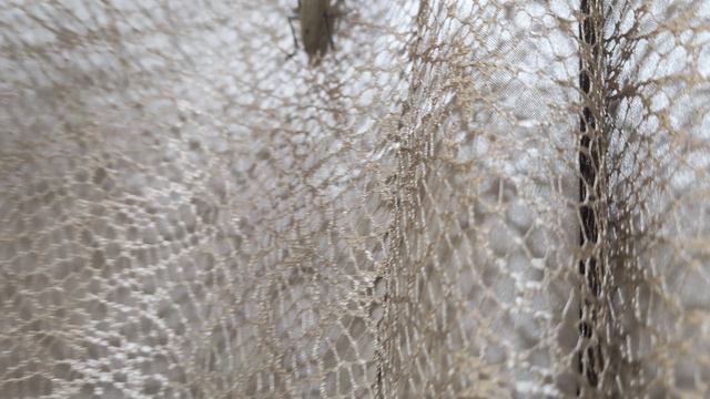 Таракан 🪳🪳🪳