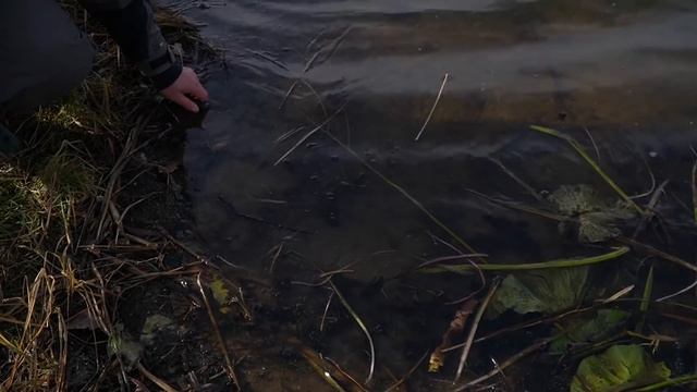 Таких щук может поймать только Дядя Фёдор! :) Осенний береговой спиннинг. смотреть онлайн