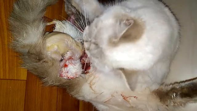 Роды кошки. смотреть онлайн