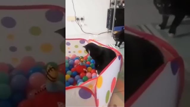 Видео,приколы,юмор,смех смотреть онлайн