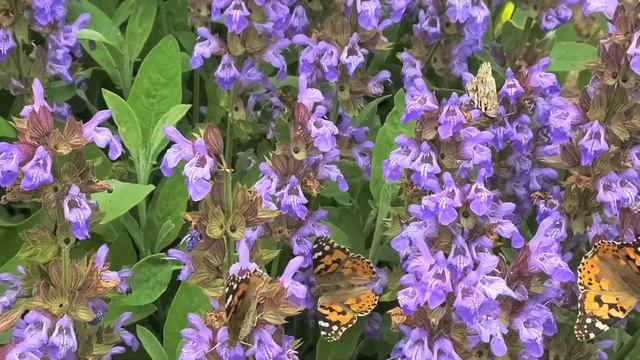 Бабочек много не бывает!!! Не исполняйте чужую волю, тогда будет мир на земле. смотреть онлайн