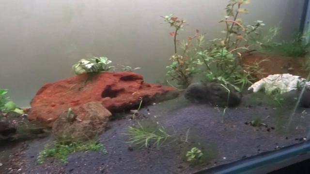 How to get rid of hair algae - Part 2 смотреть онлайн