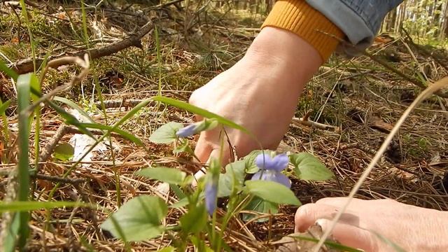 Фиалка собачья (Viola canina) смотреть онлайн