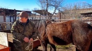 оказание помощи коню при коликах.