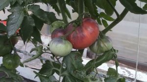 О сортах томатов Гигант Кубы и Лазурный Гигант