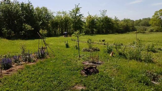 Как оформить отдельно растущий куст розы.Садовые идеи. смотреть онлайн
