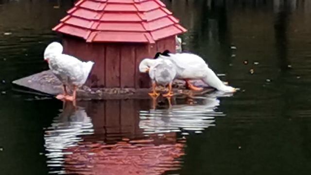 МОСКВА. "ТИХИЕ" РАЙОНЫ. РОСТОКИНО И СВИБЛОВО смотреть онлайн