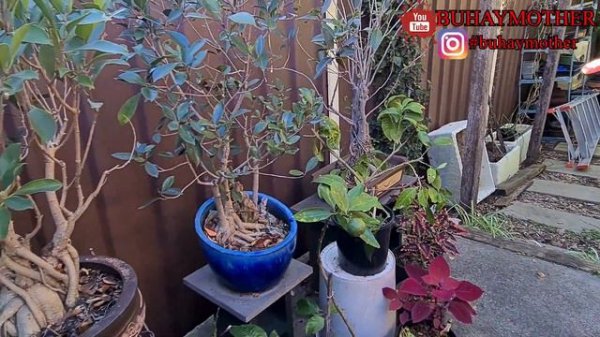 [ Urban Tropical Garden - with giant bromeliads ], fruit trees, orchids and more  | BUHAYMOTHER