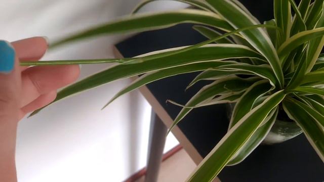 Plant VLOG #1 Spider plant смотреть онлайн