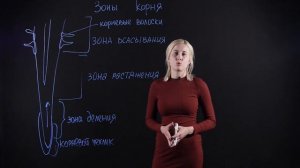 Биология 6 класс: Зоны корня и их функции