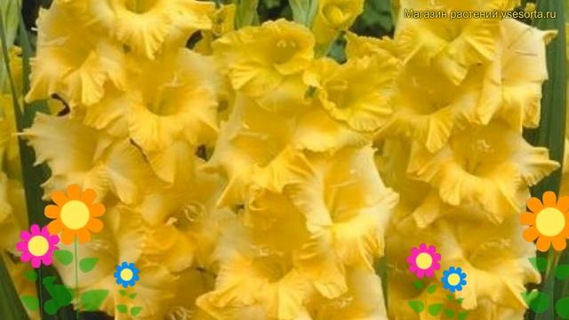 Гладиолус гибридный Алабама. Краткий обзор, описание характеристик gladiolus Alabama смотреть онлайн