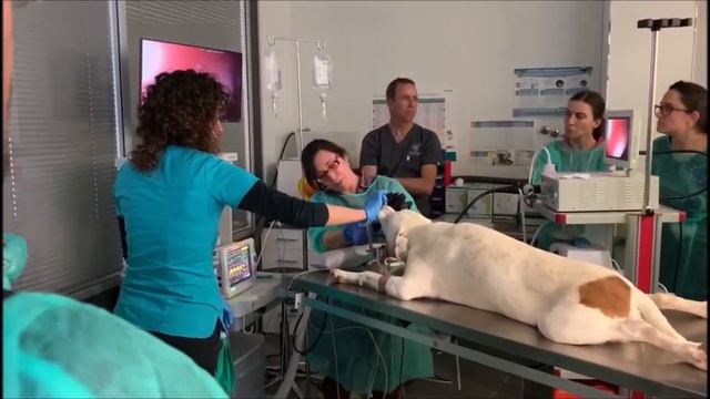 Huger Endoscope : Demonstration and workshop in Spain смотреть онлайн