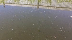 Караси в домашнем пруду. Содержание и разведение рыбы в пруду на своём участке.