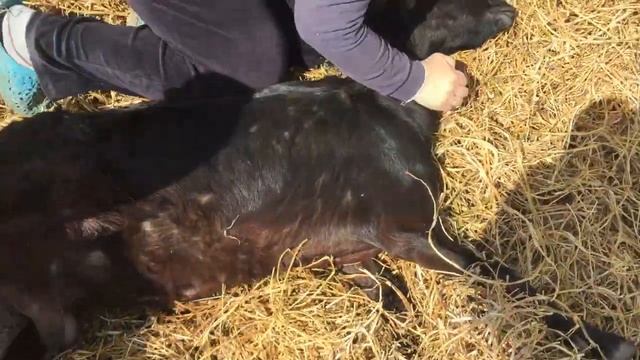 Новый начальник охраны на ферме/Как подрезать козам копыта. смотреть онлайн